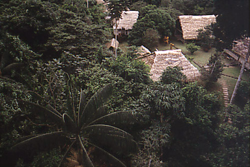 rainforest station